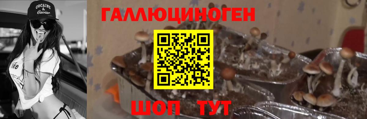 Ливны  где можно купить наркотик  Вход с VPN  Галлюциногенные грибы GOLDEN TEACHER  Псилоцибиновые грибы GOLDEN TEACHER 